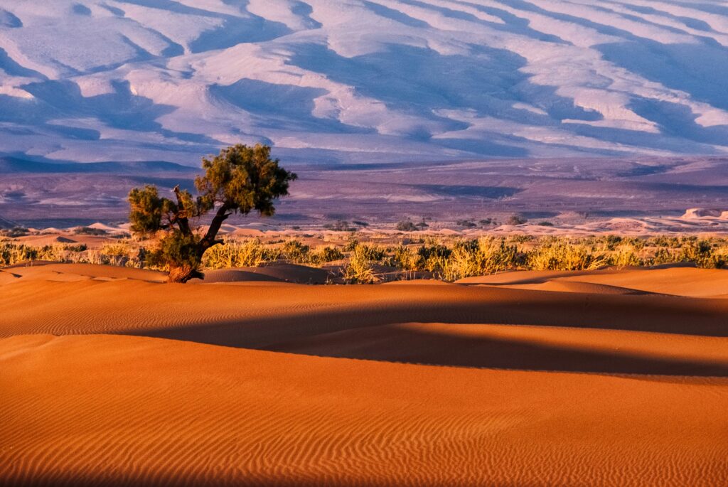 Sahara